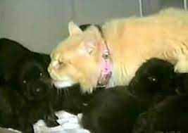 Bereft cat dognaps a disinterested mother dog's puppies. Bereft Cat Dognaps A Disinterested Mother Dog S Puppies Life With Dogs