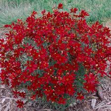 Coreopsis Verticillata Sizzle Spice Hot Paprika Flower Landscape Perennials Spring Hill Nursery