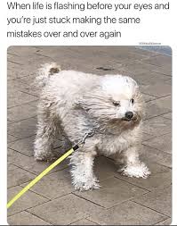 Random Memes For Today 278 Funnyfoto Funny Animals Funny Animal Memes Animal Memes