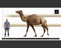 Or your boss can be like a camel. Wi Horse And Camels On The Americas Spacebattles Forums
