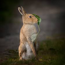 Flora & Fauna (2023)