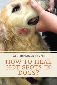 Symptoms And Tips How To Heal Hot Spots In Dogs Naturally Dog Treatment Dog Hot Spots Remedy Dog Hot Spots Treatment