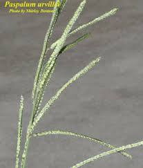 Image result for Paspalum urvillei