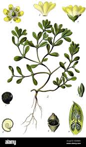 Image result for Portulacaceae