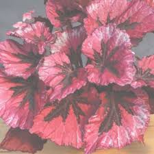 Check spelling or type a new query. Tanaman Hias Daun Kak Ceng Com