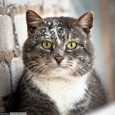 ,    ,      . -  .  |  - 24770