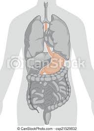 The liver does this by receiving blood with nutrients from the digestive organs via a vein known as the portal vein. Human Body Anatomy Stomach A Vector Set Of Human Body Parts Brain Lungs Heart Liver Stomach And Intestines This Canstock