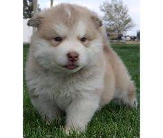 Giant alaskan malamute breeder/puppies in virginia, we raise beautiful healthy strong alaskan malamutes, mountain ridge giant alaskan malamutes & alaskan malamute breeder/mtnridgemalamutes, alaskan malamute puppies for sale. 82 My Future Malamute Ideas Malamute Alaskan Malamute Malamute Puppies