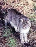 Image result for are there panthers in carolina