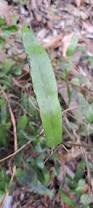 Image result for Lindsaea ensifolia