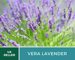 Lavender, Vera