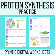 The underlined sections are introns. Protein Synthesis Worksheet Pdf Digital Transcription Translation