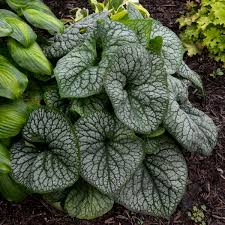 However, some bloom as early as march, others as late as july. Photo Essay Shade Perennials That Aren T Hostas Heucheras Or Ferns Perennial Resource