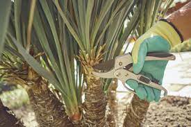 Check spelling or type a new query. How To Get Your Yucca Plant To Flower Plantsnap