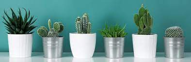 And though they may look a bit scary, they're indoor succulent care: How To Look After A Cactus Plant Love The Garden