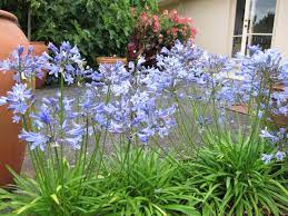 Maybe you would like to learn more about one of these? Tips For Planting Summer Blooming Bulbs Hgtv