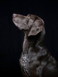 They are energetic and playful and would play with children and at the end of an active day, they would want to curl up next to you. German Shorthaired Pointer Lab Mix Breed Information Guide Your Dog Advisor