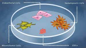 The icm is formed during an early stage of development called the blastocyst. Asci Two Worlds Of Stem Cell Therapy Animation Youtube