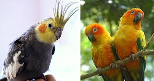 Search our free online classifieds for pets and you may just find that. Urge Petco And Petsmart To Stop Selling Live Birds