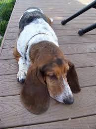 Find out the best and worst foods for your dog and which to avoid. 15 Types Of Short Haired Dogs Find The Perfect Breed For Your Family Care Com Resources