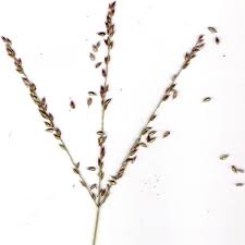 Image result for Alloteropsis semialata