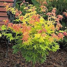 1 X Acer Orange Dream Deciduous Japanese Maple Tree Hardy Garden Plant Pot Japanese Maple Tree Japanese Maple Garden Plant Pots