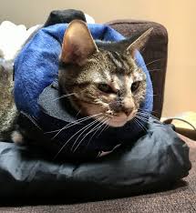 While the medium seems big for a cat (it is a little more difficult for her to maneuver with the bigger collar) it is the right size for her neck. Calm Paws Behavior Support Trade Protective Inflatable Pet Collar Dog Training Collars Leashes Harnesses Petsmart