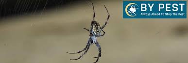 For complete spider removal and prevention, contact the pest control experts at orkin. Spider Pest Control Pest Control Brisbane