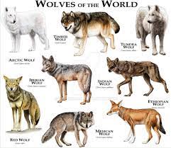 World Of Wolf Dog Wild Dogs Animals Wild
