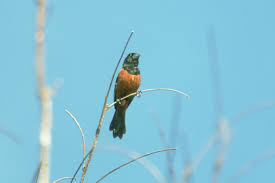 Image result for Brachycorythis angolensis