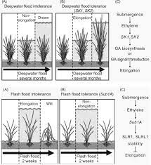 We did not find results for: Wetland Plants An Overview Sciencedirect Topics