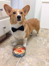 Best Dog Food For Corgis Reviews And Top Picks For 2019
