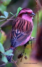 Birds That Start With Bu What A Beautifully Colored Bird I Dont Know What Kind She Is But The Pink Purple Shades Are Just Beautiful S Beautiful Birds Pretty Birds Colorful Birds