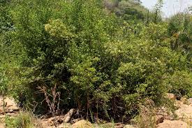 Image result for Nuxia oppositifolia