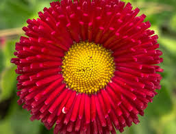 You can also find varieties with unique colors, like 'minuet,' which has light pink flowers with a bold red stripe. Flowers Plants Red Free Photo On Pixabay