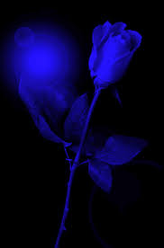 Free Ringtones And Free Phone Wallpapers Blue Roses Beautiful Love Flowers Blue Aesthetic