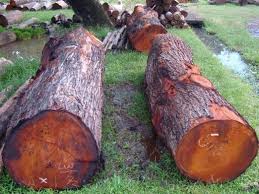 Kayu mahoni merupakan jenis kayu yang berasal dari daerah tropis, salah satunya adalah indonesia. Inilah Kelebihan Dan Kekurangan Kayu Mahoni Yang Patut Anda Pertimbangkan Mebel Jepara Furniture Jepara Murah Mebel Jepara Furniture Jepara Murah