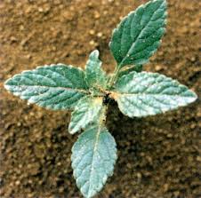 Image result for Heliotropium indicum