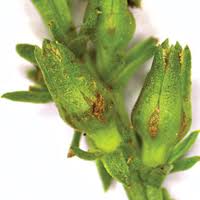 Image result for Thesium goetzeanum