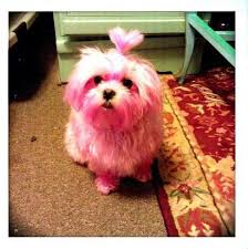 Cute Pink Maltese Dog Maltese Dogs Pink Dog Pet Grooming