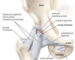 Image of Ligaments