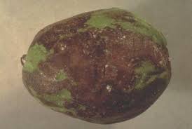 Image result for antraknóza ořešáku