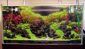 This tank is in my local maternity ward, been there for years, it's only a foot off the ground and gets bashed by kids all the time. Xz S 3ft High Tech Low Tech Nano Experiments The Planted Tank Forum Aquascape Fresh Water Fish Tank Planted Aquarium