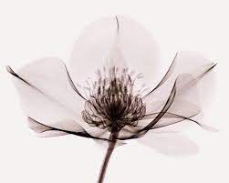 Helleborus X Ray 1 Black And White Flower Tattoo Xray Art X Ray