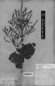 Image result for Tetradenia bainesii