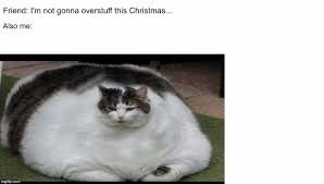 193 013 tykkäystä · 387 puhuu tästä. Funny Fat Cat Pictures Posted By John Anderson