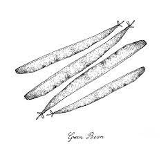 You can choose different shapes, add labels to connectors, and style connectors and shapes. Hand Drawn Of Delicious Fresh Green Beans Drawing By Iam Nee