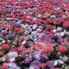 Aster Giant Ray Aster Flower Aster Flower Garden