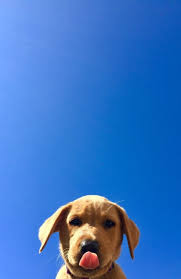 Blue Cute Puppy Dog Animal Pets Cute Dog Wallpaper Puppy Wallpaper Dog Wallpaper Iphone