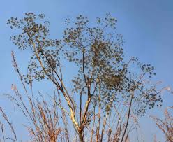 Image result for Steganotaenia